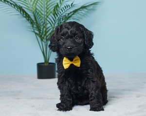 Jupiter Cavapoo puppy 